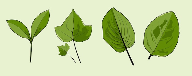 Vector green leaf vector collection set tropical green eucalyptus green art natural leaf herbal leaves