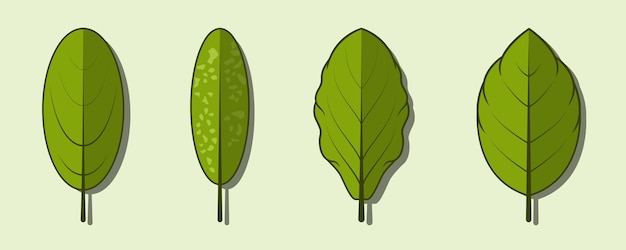 Green leaf vector collection set tropical green eucalyptus green art natural leaf herbal leaves