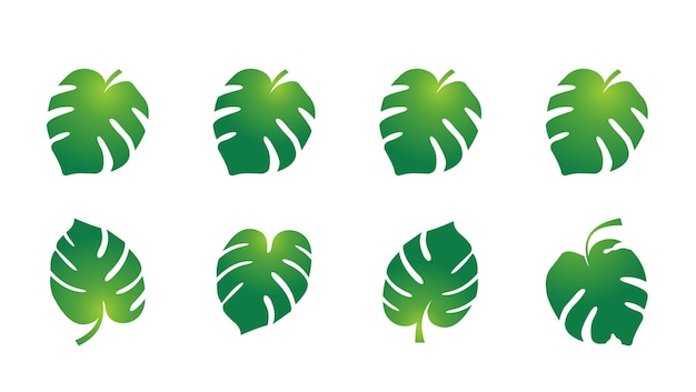 Vector green leaf vector monstera tropical plant icon