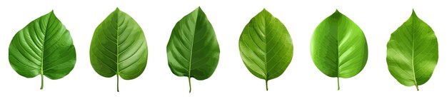 Vector green leaf vector set isolated on white background