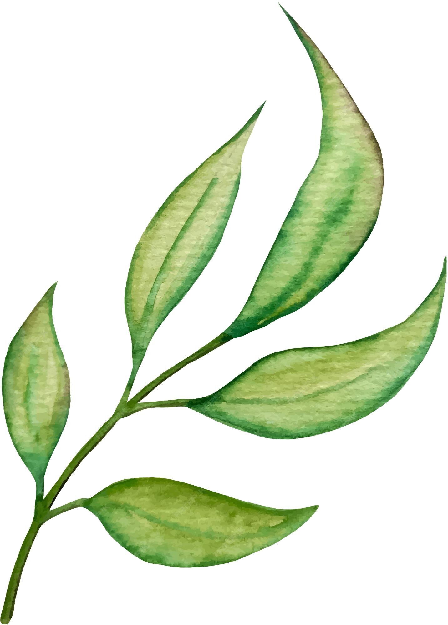 Premium Vector | Green leaf vector