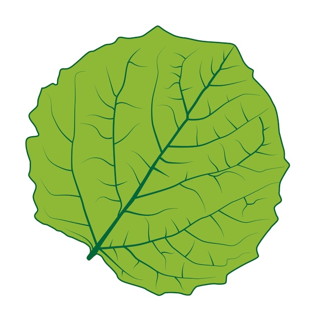 Vector green leaf vector