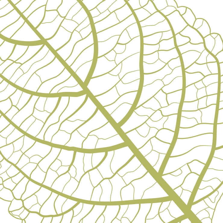 Vector a green leaf vein a pattern of leaves background