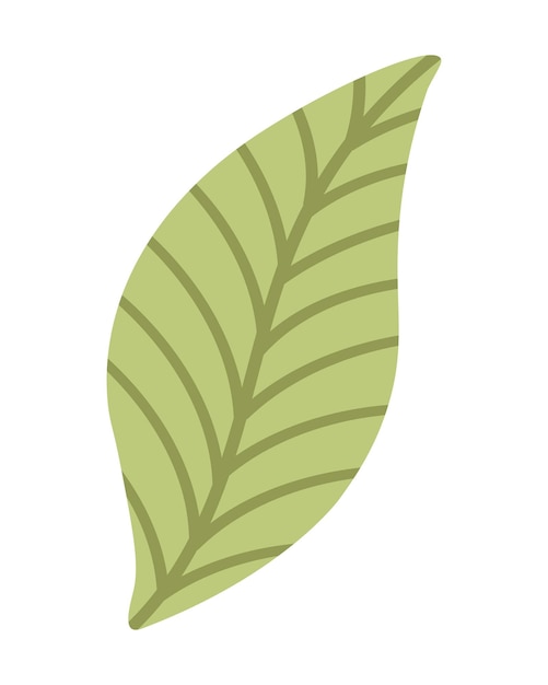 A green leaf with lines on it