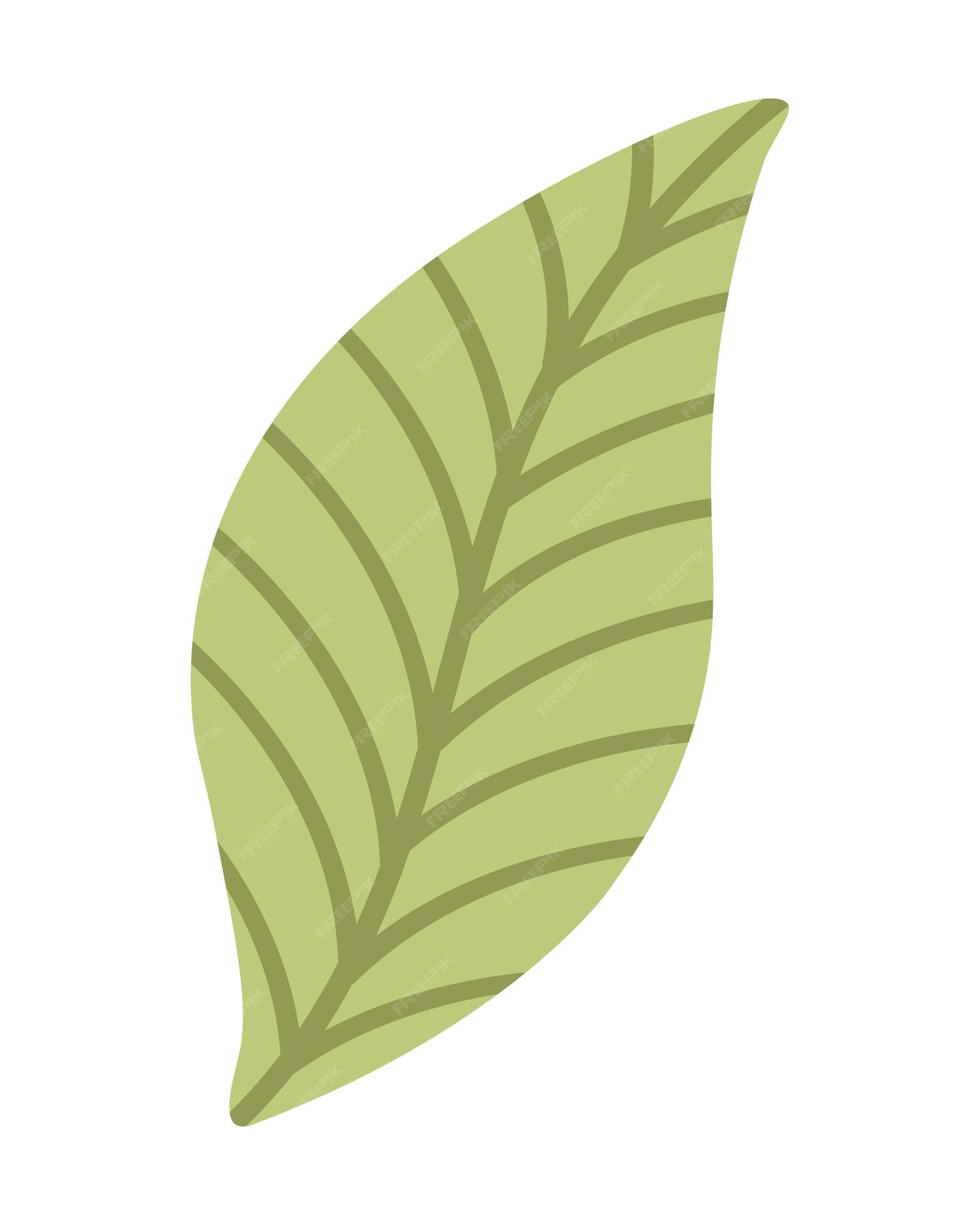 Premium Vector | A green leaf with lines on it