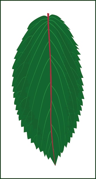 Vector green leaf with veins and a red core on a white background