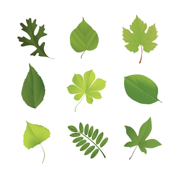 Vector green leafs design vector set collection vector illustration