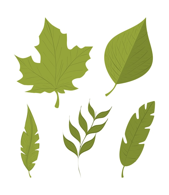 green leafs isolated design