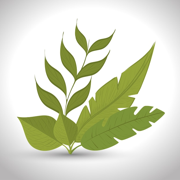 green leafs isolated design