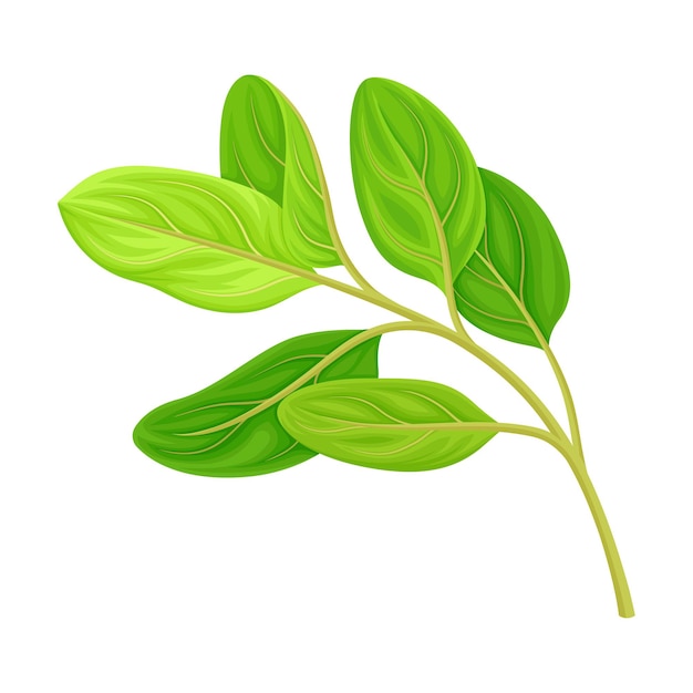 Vector green leafy branch of sandalwood isolated on white background vector illustration