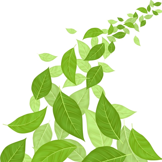 Green Leaves Background Card Vector