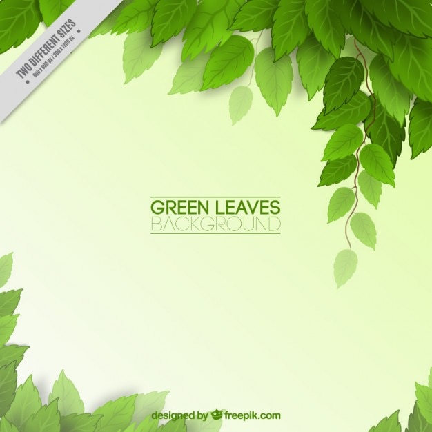 Green leaves background