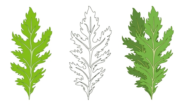 Green leaves of Mizuna lettuce in linear and flat style Vector illustration of Japanese mustard