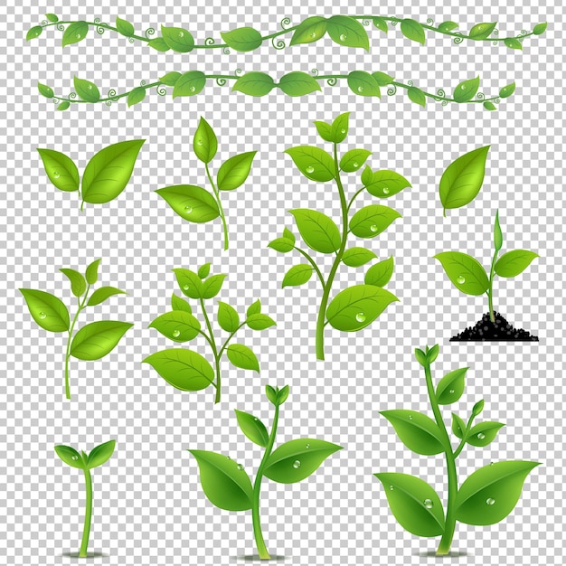 Green leaves and plants set isolated with gradient mesh illustration