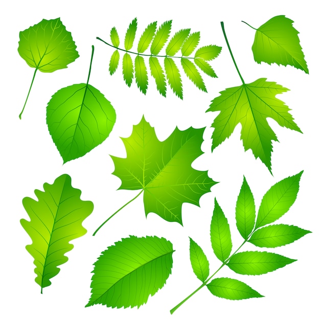 Green leaves set.  illustration