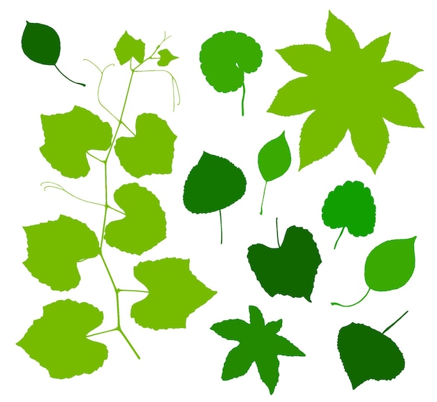 Green leaves set isolated on white background Vector illustration