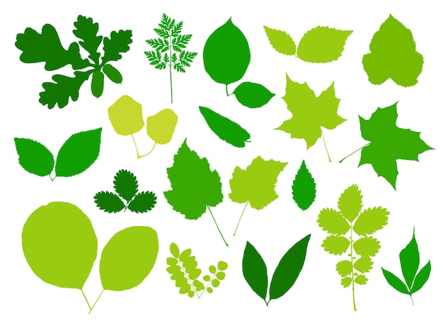 Green leaves set isolated on white background Vector illustration