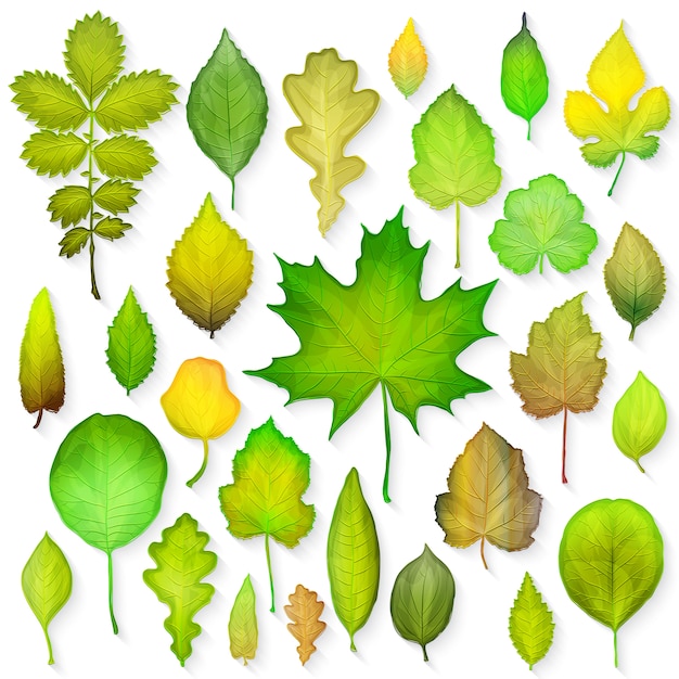 Вектор Зеленые листья на белом фоне.