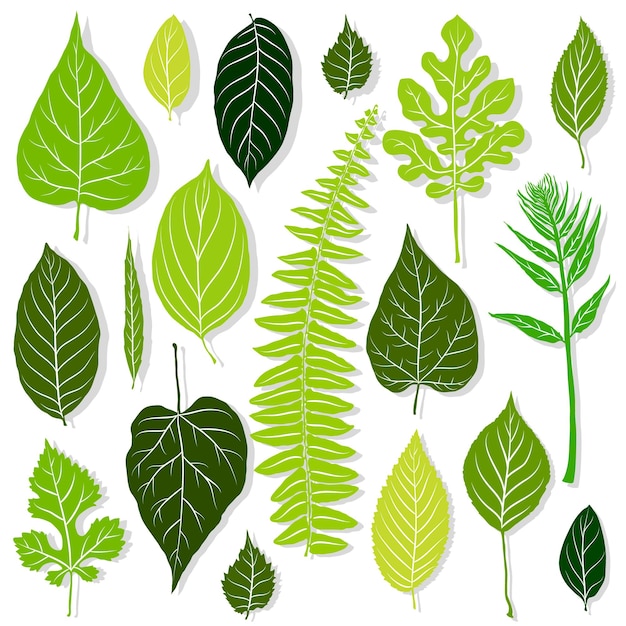 Vector green leaves set on white background