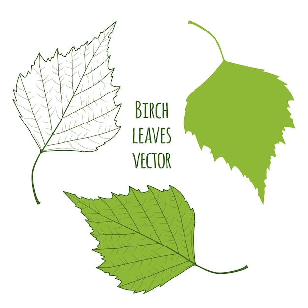 Vector green leaves vector