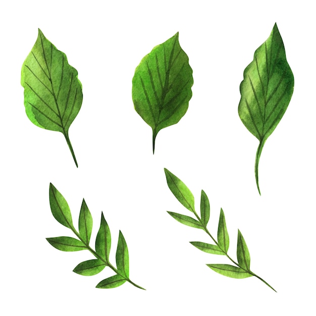 Green leaves, watercolor set