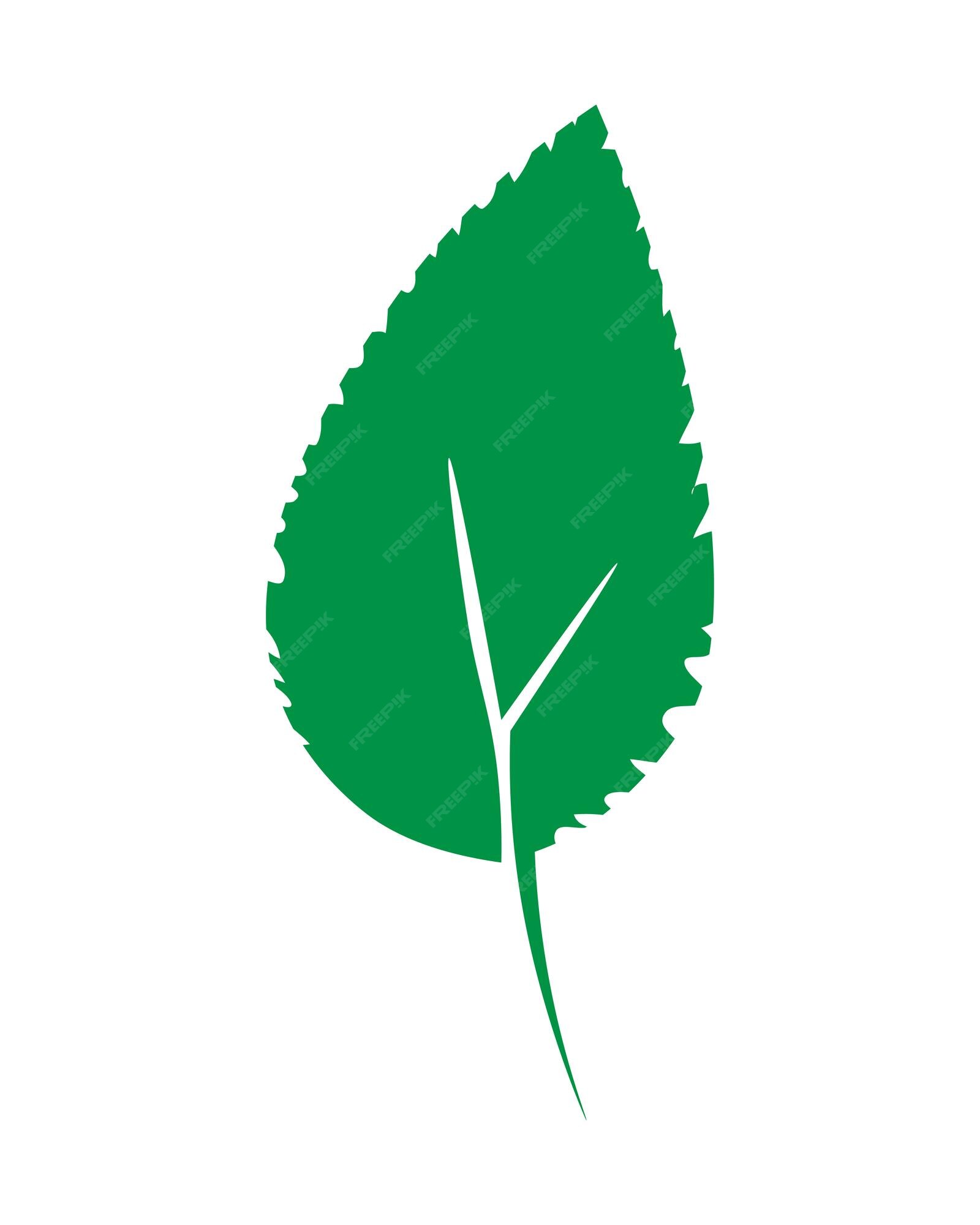 Premium Vector | Green Leaves