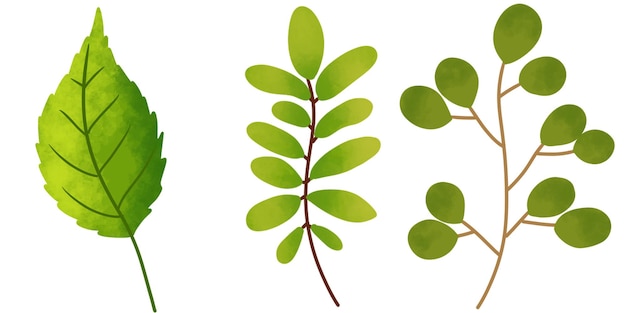 Vector green leaves