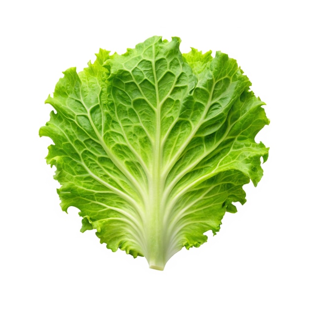 一個綠色嘅生菜,上面寫著"生菜"