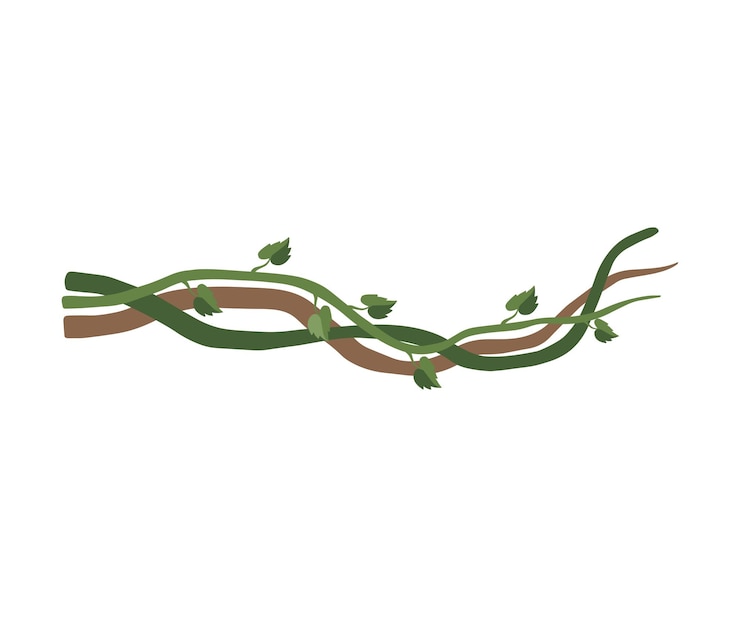 Vector green liana stems with leaves jungle plant decorative element rainforest flora vector illustration on white background