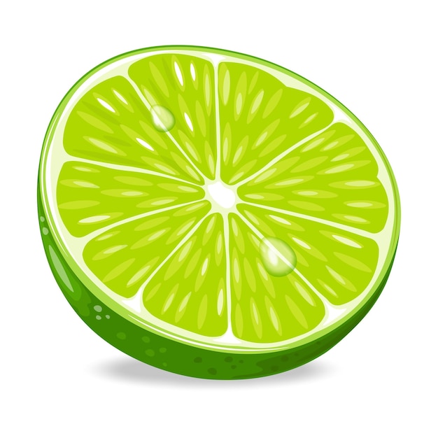 Vector green lime slices fruit isolated on white background