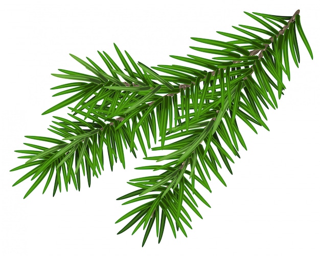 Green lush spruce branch. Fir branch