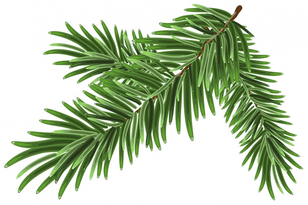 Vector green lush spruce branch. fir branches