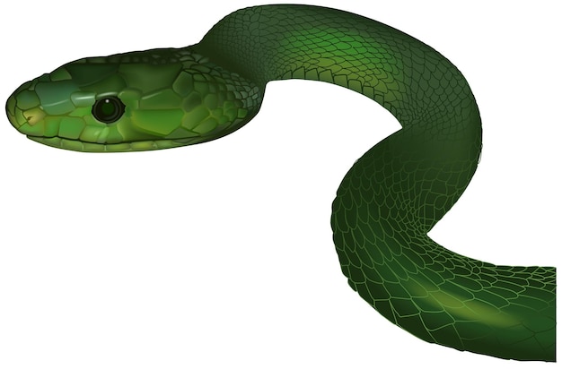 Vettore green mamba deandroaspis angusticeps