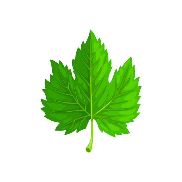 Vector green maple leaf isolated cartoon vector foliage