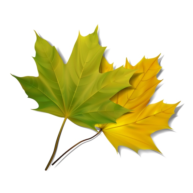 Green maple leaf  on white background.