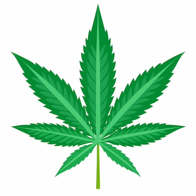 Vector green marijuana leaf vector illustration and artwork