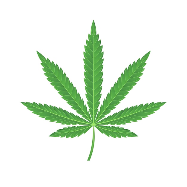 Vector green marijuana leaf vector illustration