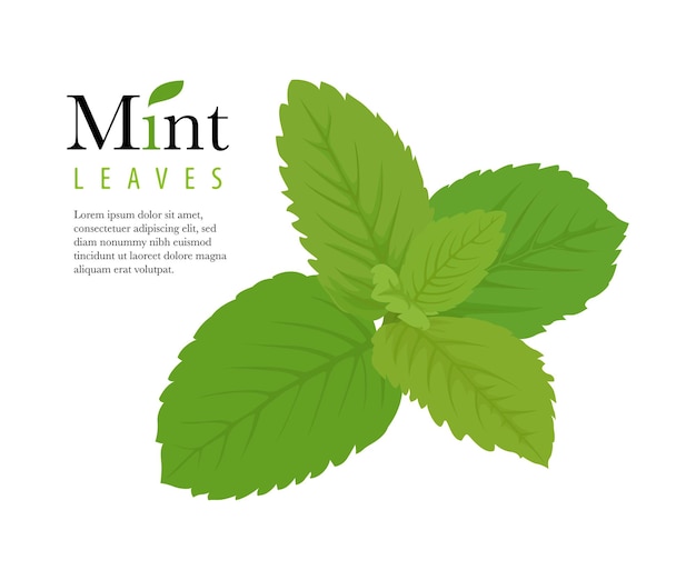 green mint leaves vector illustration isolated on a white background stock illustration