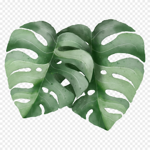 Vector green monstera leaf transparency background