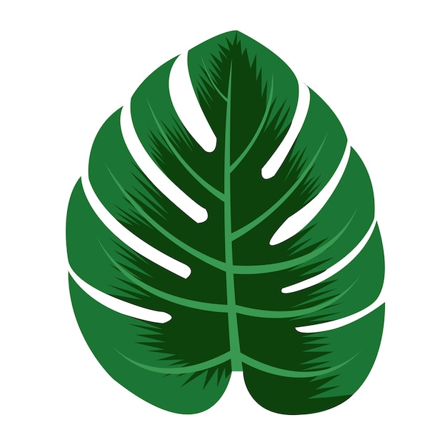 Vector green monstera leaves on white background isolate