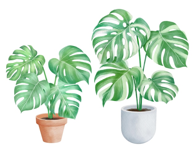 Vector green monstera and pots watercolor style on isolated transparency