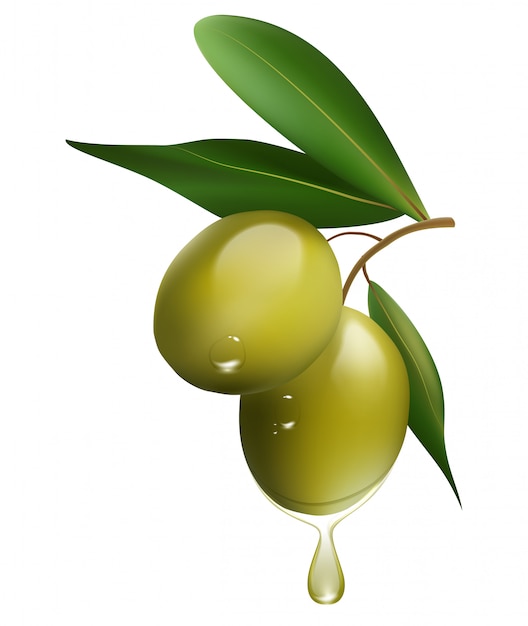 Green olive branch isolated on white background. realistic vector illustration