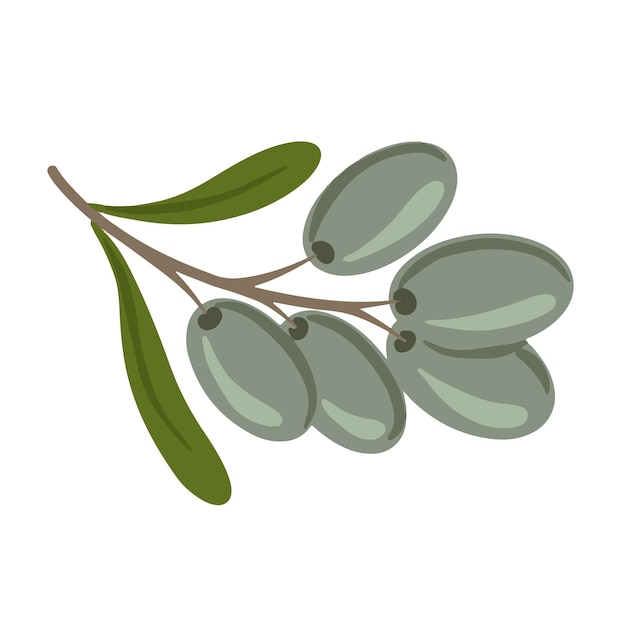 Зеленая оливковая ветвь с листьями и фруктами на белом фоне