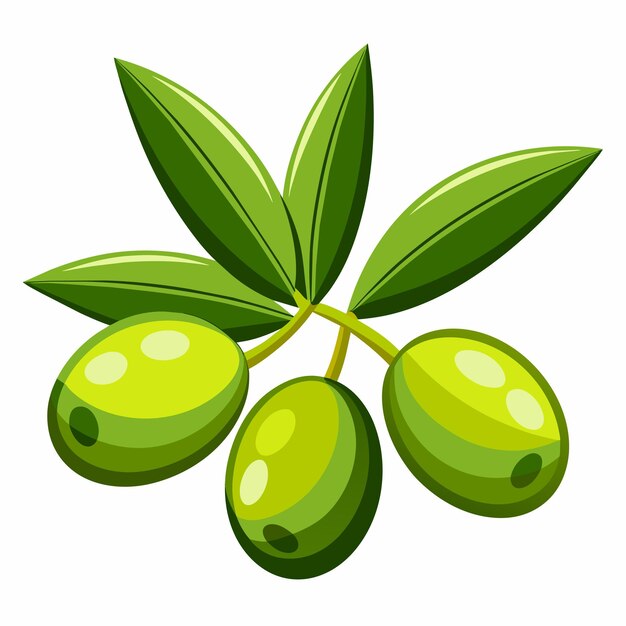 Vector green olive vector illustration