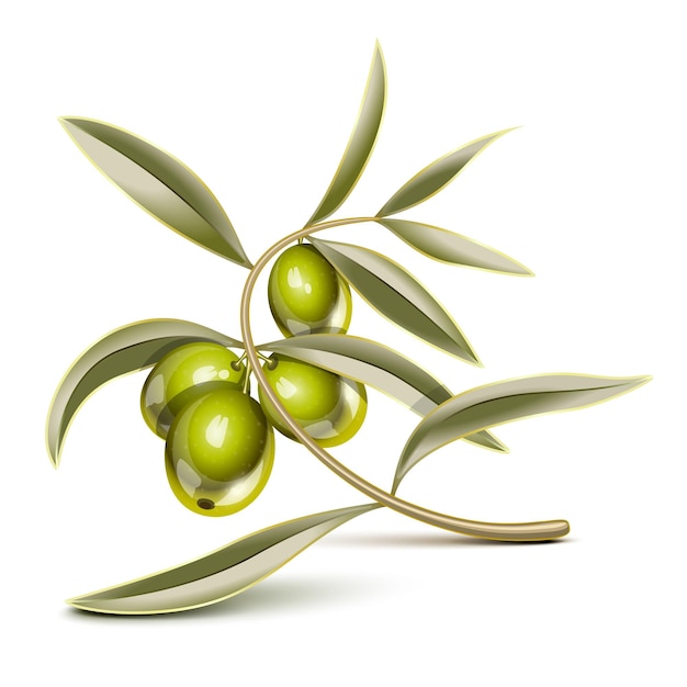 Green olives on a branch