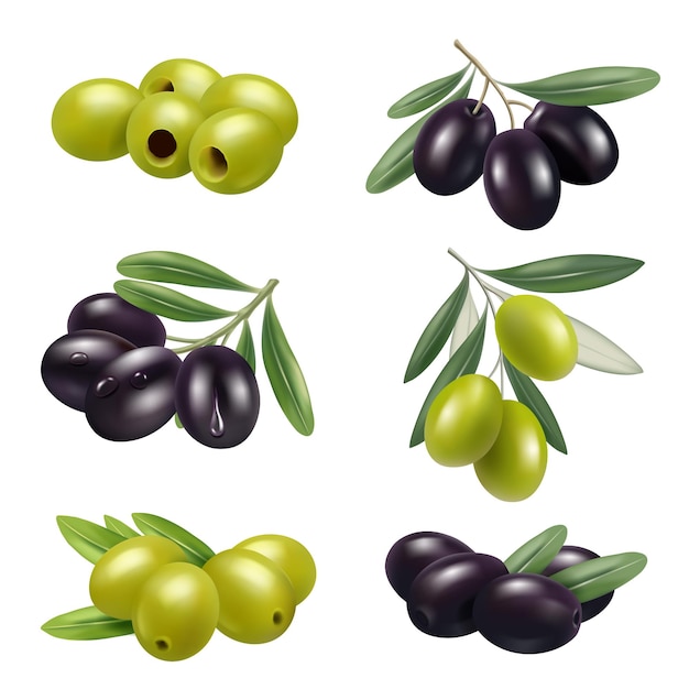 Vector green olives closeup greece authentic food olives branches products ingredients decent vector illustrations set