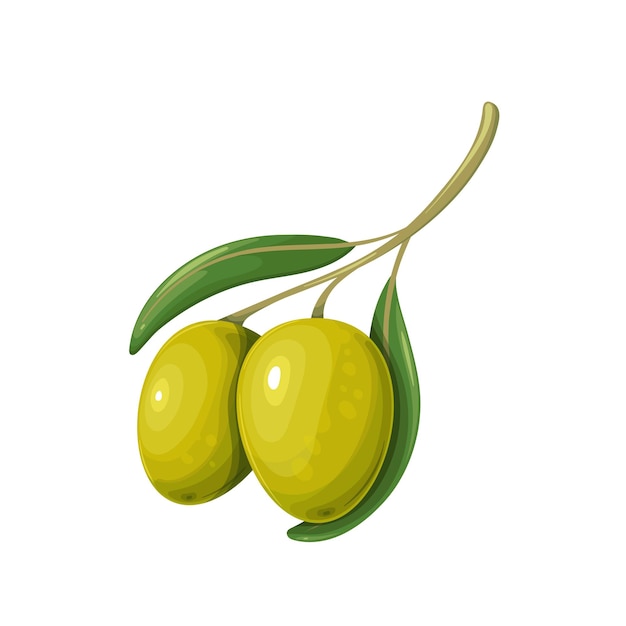 Green olives with leaves. Vector illustration of olive branch with two olives