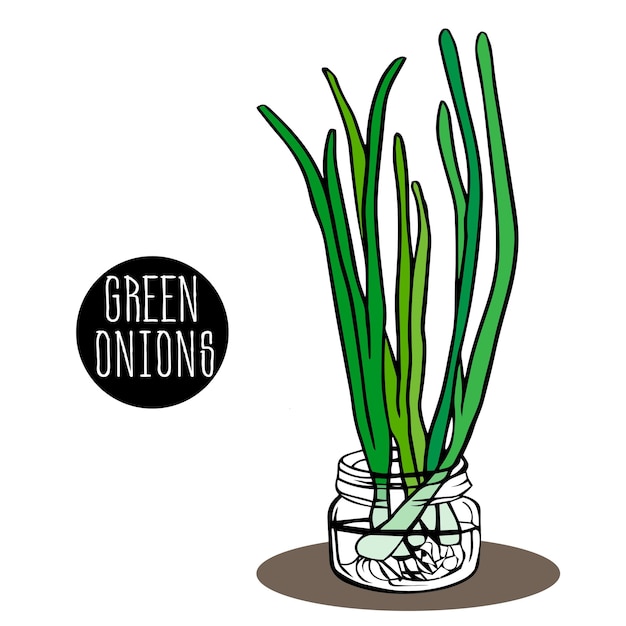 green onions are placed in jar with water in bunches sprouting onions seedlings whole feathers
