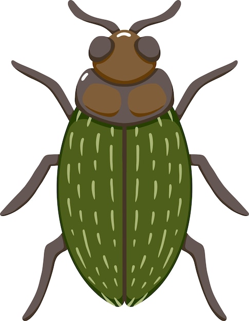 Green and Orange Beetle Illustration