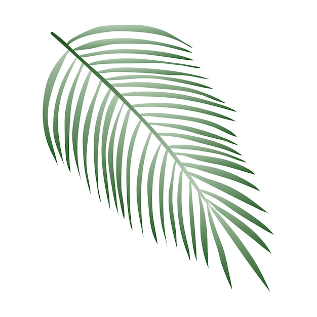 Вектор Зеленый пальмовый лист элемент дизайна для индустрии красоты и здоровой векторной иллюстрации